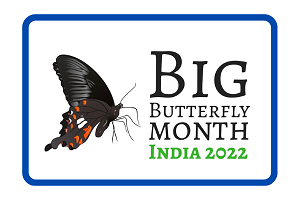 Big Butterfly Month